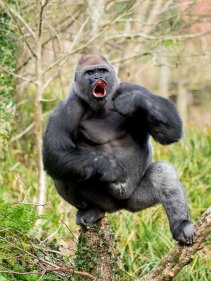 gorilla2