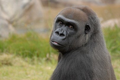 gorilla3